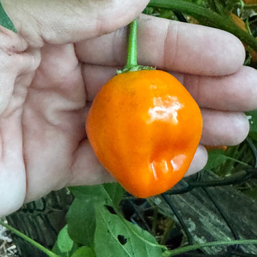Aji Dulce Orange - Seeds - The Pepper Pantry (Formerly Marie Sharp's)